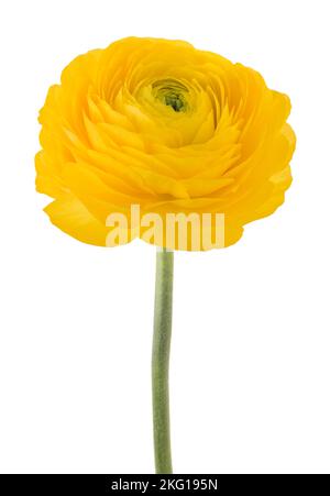 Fleur de Buttercup isolée sur fond blanc Banque D'Images