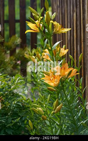 Lilium est un genre de plantes à fleurs herbacées qui poussent à partir de bulbes, toutes avec de grandes fleurs. Banque D'Images