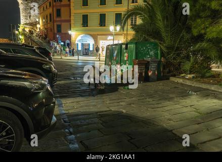 Sanglier (sus scrofa), qui se déchaînait dans des poubelles tandis que les touristes s'y rendent, Santa Margherita Ligure, Italie du Nord. Septembre 2022. Banque D'Images