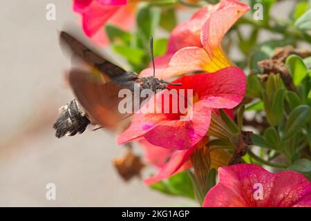 Italie, Lombardie, Hummingbird Hawkmoth, Macroglossum Stellatarum Banque D'Images