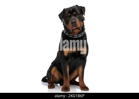 adorable chien rottweiler avec la langue dehors panting et s'ennuyant, portant le collier et assis devant un fond blanc en studio Banque D'Images