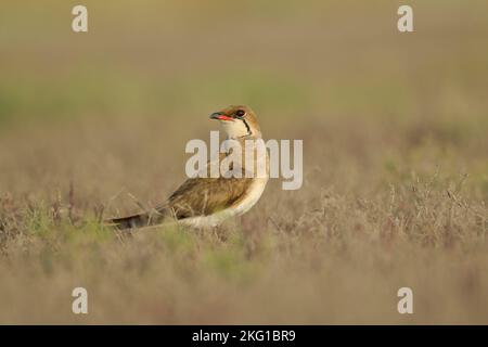 Pratincole à col, Glareola pratinocola, également connu sous le nom de pratincole commune ou pratincole à aigres rouges debout sur le scroblid herbacé Banque D'Images