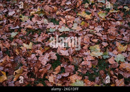 Les feuilles hivernales avec de la neige sur l'herbe verte. Feuilles orange et jaune sur l'herbe en purée. Feuilles d'automne. Banque D'Images