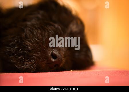 Goldendoodle sommeil du chiot. Le nez est mis au point, le reste flou. Chien hybride qui ne cause pas d'allergie aux squames animales. Manteau noir et Havane. Banque D'Images