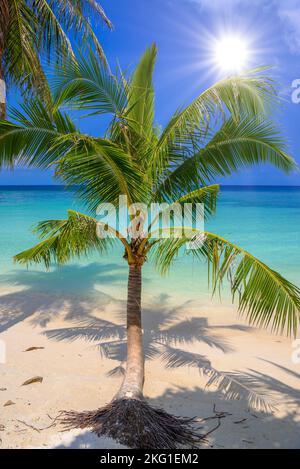 Le cocotier on tropical plage Haad Yao, l'île de Koh Phangan, Suratthani, Thaïlande Banque D'Images