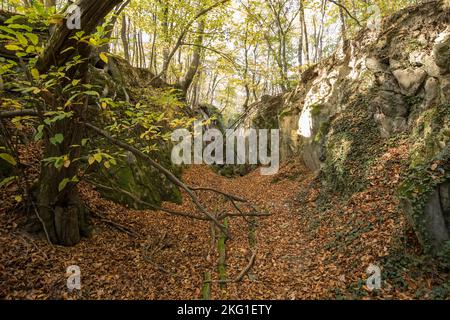 canyon rocheux de la montagne de Stenzelberg dans la chaîne de montagnes de Siebengebirge près de Koenigswinter, la montagne a servi de carrière pour la latite de quartz jusqu'à la Th Banque D'Images