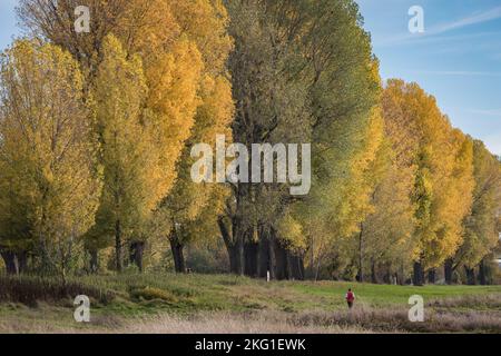 Peupliers d'automne sur les rives du Rhin dans le district de Poll, Cologne, Allemagne. Herbstliche Pappeln am Rheinufer dans Stadtteil Poll, Koeln, Deutsch Banque D'Images