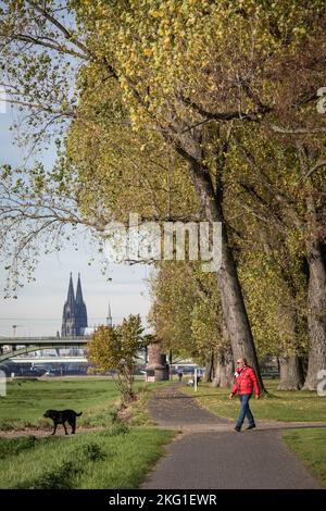 Peupliers d'automne sur les rives du Rhin dans le district de Poll, vue sur la cathédrale, Cologne, Allemagne. Herbstliche Pappeln am Rheinufer à Stadtte Banque D'Images