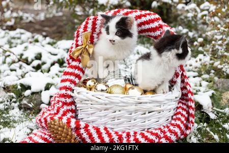 Deux chatons noirs et blancs sont assis dans un panier en osier avec des décorations de Noël sur l'herbe enneigée. Préparation pour Noël. Curieux favori f Banque D'Images