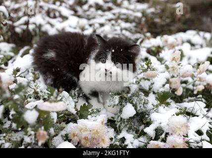 mignon noir et blanc doux chaton marche dans la neige en hiver. météo hivernale enneigée. curieux animaux de compagnie drôles explorer le monde. année du chat Banque D'Images