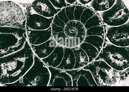 texture abstraite de l'ammonite avec une section dorée dans une photo en gros plan en noir et blanc Banque D'Images