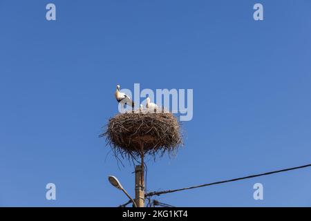 Une famille de cigognes (Ciconia ciconia) nichée dans leur propre nid au sommet d'un poteau électrique: Un jeune poussin, une mère et un père alarmés, qui soigneusement Banque D'Images