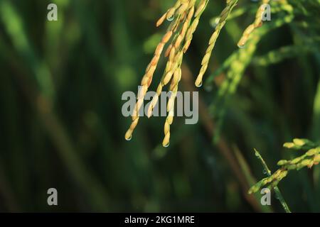 Gros plan de rendement des plants de riz dans le champ de paddy vert est beau mûrissement en attendant la récolte dans la campagne de la Thaïlande avec la goutte de pluie Banque D'Images