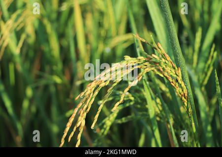 Oreille de riz. Gros plan sur les semences de riz en épis de paddy. Magnifique champ de riz doré et oreille de riz. Banque D'Images
