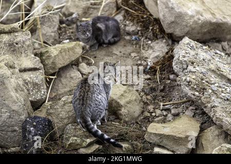 Chats de rue abandonnés, animaux isolés, animaux de compagnie Banque D'Images