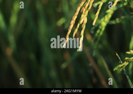 Gros plan de rendement des plants de riz dans le champ de paddy vert est beau mûrissement en attendant la récolte dans la campagne de la Thaïlande avec la goutte de pluie Banque D'Images