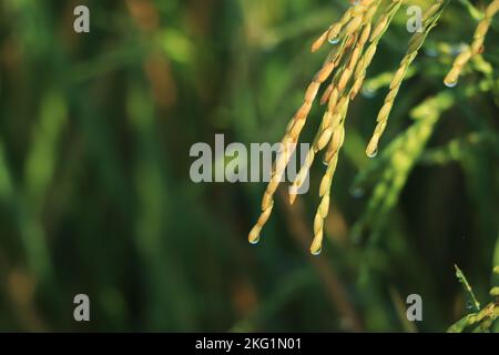 Riz doré rizières en gros plan en croissance dans le champ de paddy d'automne Banque D'Images