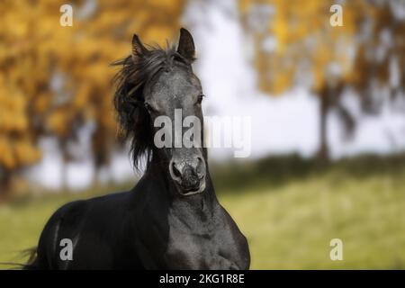 Portrait cheval frison Banque D'Images
