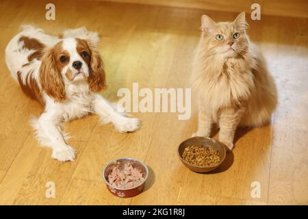 Cavalier King Charles Spaniel avec chat sibérien Banque D'Images