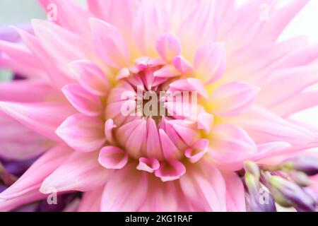 Fleur de dahlia rose. Mise au point sélective avec faible profondeur de champ. Banque D'Images