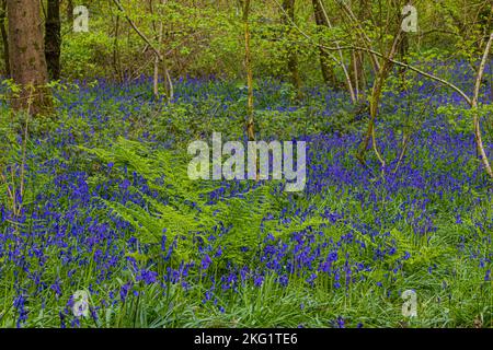 Un tapis de broussettes sauvages dans l'ancienne terre de Woddland sur Duncliffe Hill entre Shaftesbury et West Stour dans le nord du Dorset Banque D'Images
