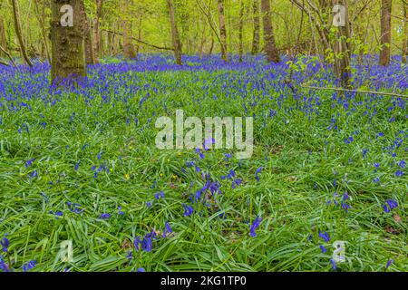Un tapis de broussettes sauvages dans l'ancienne terre de Woddland sur Duncliffe Hill entre Shaftesbury et West Stour dans le nord du Dorset Banque D'Images