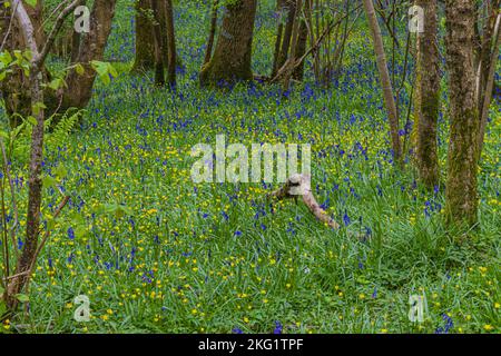 Un tapis de broussettes sauvages dans l'ancienne terre de Woddland sur Duncliffe Hill entre Shaftesbury et West Stour dans le nord du Dorset Banque D'Images