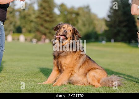 Chien chien Tibétain Mastiff courant sur l'herbe Banque D'Images
