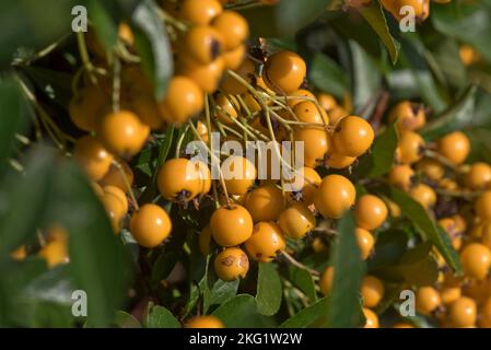 Baie mûre jaune-orange attrayante et profeuse comme les dômes de la brousse épineuse de pomorthorn (Pyracantha spp.) dans le jardin du début de l'automne, Berkshire septembre Banque D'Images