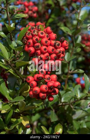 Baie mûre rouge écarlate attrayante et abondante comme les dômes de la brousse épineuse de pomorthorn (Pyracantha spp.) dans le jardin du début de l'automne, Berkshire septembre Banque D'Images