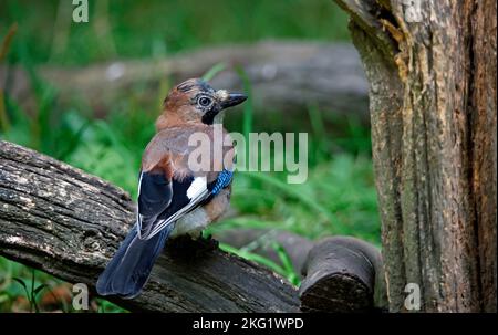 jay eurasien collectant des noix dans une zone d'alimentation des bois Banque D'Images