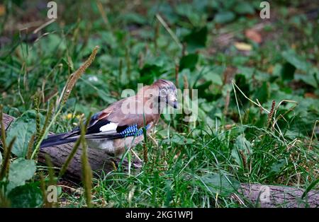 jay eurasien collectant des noix dans une zone d'alimentation des bois Banque D'Images