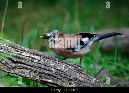 jay eurasien collectant des noix dans une zone d'alimentation des bois Banque D'Images