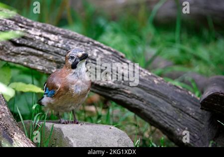 jay eurasien collectant des noix dans une zone d'alimentation des bois Banque D'Images