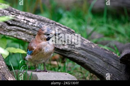 jay eurasien collectant des noix dans une zone d'alimentation des bois Banque D'Images