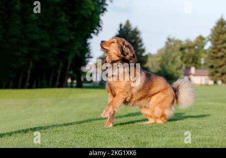 Chien de race Tibétain Mastiff sur l'herbe en été Banque D'Images