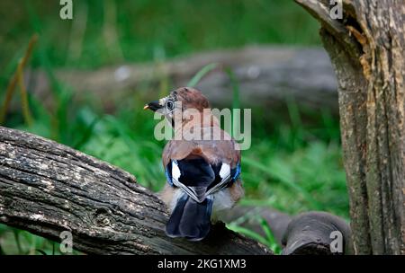 jay eurasien collectant des noix dans une zone d'alimentation des bois Banque D'Images