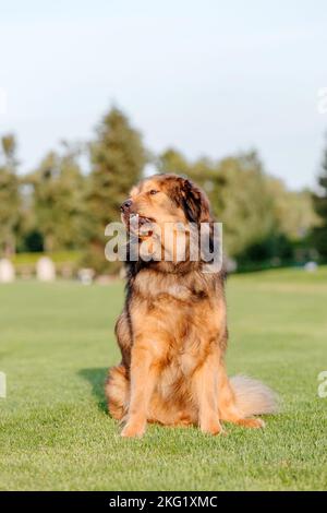 Chien de race Tibétain Mastiff sur l'herbe en été Banque D'Images