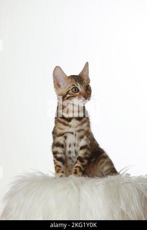 Chaton Bengal Banque D'Images