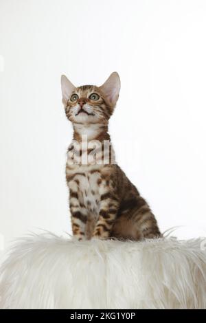 Chaton Bengal Banque D'Images