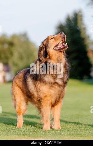 Chien de race Tibétain Mastiff sur l'herbe en été Banque D'Images