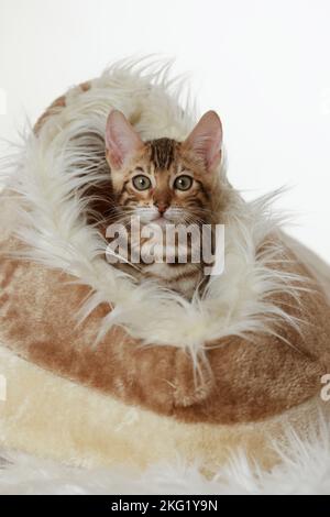 Chaton Bengal Banque D'Images