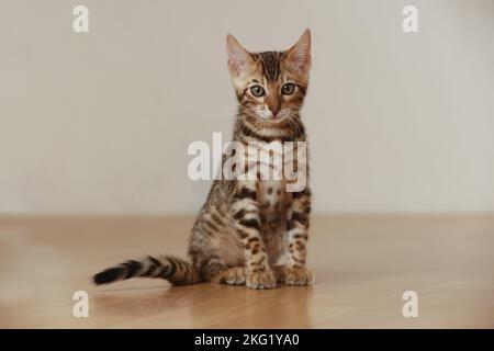 Chaton Bengal Banque D'Images