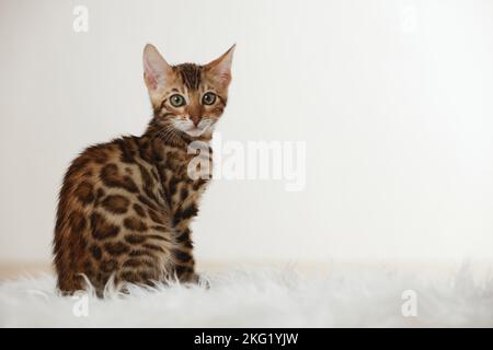 Chaton Bengal Banque D'Images