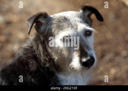gros plan du vieux chien contre la lumière dans le bush. look pur et fidèle. thèmes animaux Banque D'Images