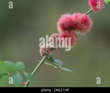 Deux souris de récolte pendent. Dorset, Royaume-Uni: DES PHOTOS ADORABLES montrent les plus petits rongeurs du Royaume-Uni qui s'équilimenent avec plaisir sur des tiges de fleurs délicates. Dans une photo a Banque D'Images