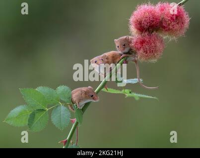 Une troisième souris se joint pour grimper. Dorset, Royaume-Uni: DES PHOTOS ADORABLES montrent les plus petits rongeurs du Royaume-Uni qui s'équilimenent avec plaisir sur des tiges de fleurs délicates. Dans une seule photo Banque D'Images