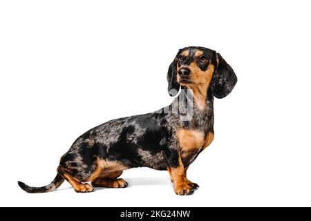 Studio photo d'un adorable dachshund debout devant un fond blanc. Banque D'Images