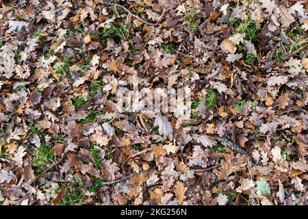 Fond feuilles mortes Banque D'Images