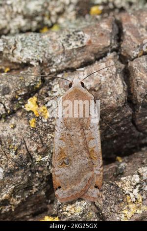 Gros plan détaillé de la sous-aile jaune moindre, Noctua vient sur un morceau de bois vert de mousse Banque D'Images